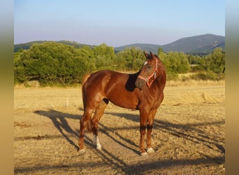 Anglo European Studbook, Mare, 5 years, 16 hh, Chestnut-Red
