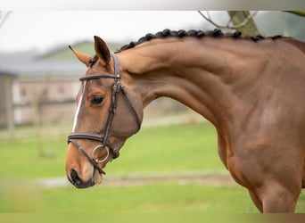 Anglo European Studbook, Mare, 5 years, 16 hh, Chestnut-Red