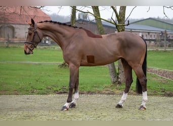 Anglo European Studbook, Mare, 5 years, 16 hh, Chestnut-Red