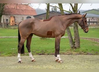 Anglo European Studbook, Mare, 5 years, 16 hh, Chestnut-Red