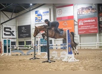 Anglo European Studbook, Mare, 5 years, 16 hh, Chestnut-Red