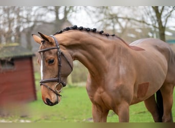 Anglo European Studbook, Mare, 5 years, 16 hh, Chestnut-Red