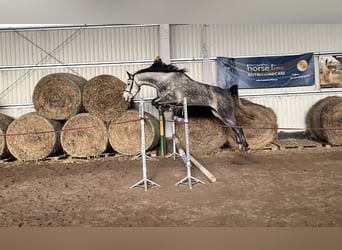 Anglo European Studbook, Mare, 5 years, 16 hh, Gray