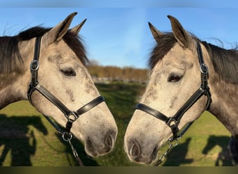 Anglo European Studbook, Mare, 5 years, 16 hh, Grey-Dark-Tan