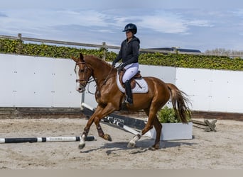 Anglo European Studbook, Mare, 5 years, 16,1 hh, Chestnut-Red