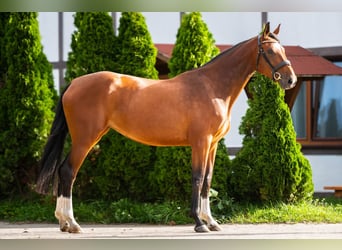 Anglo European Studbook, Mare, 5 years, 16,2 hh, Brown