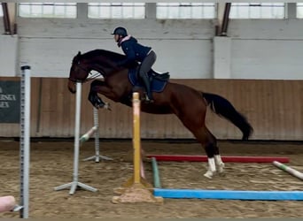 Anglo European Studbook, Mare, 5 years, 16,2 hh, Brown