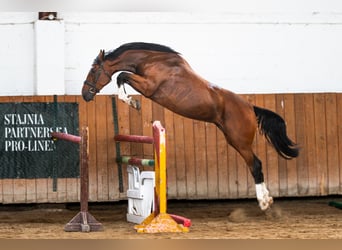 Anglo European Studbook, Mare, 5 years, 16,2 hh, Brown
