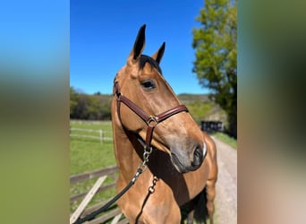 Anglo European Studbook, Mare, 5 years, 16,2 hh, Brown