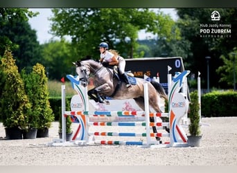 Anglo European Studbook, Mare, 5 years, 16,2 hh, Grey
