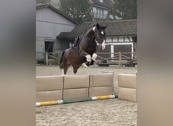 Anglo European Studbook, Mare, 5 years, 16,2 hh, Pinto