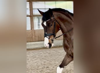 Anglo European Studbook, Mare, 5 years, 16,2 hh, Pinto
