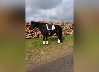 Anglo European Studbook, Mare, 5 years, 16,2 hh, Smoky-Black