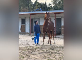 Anglo European Studbook, Mare, 5 years, 17 hh, Chestnut-Red