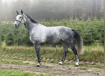 Anglo European Studbook, Mare, 5 years, 17 hh, Gray