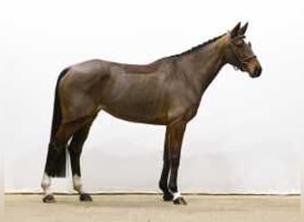 Anglo European Studbook, Mare, 6 years, 15,2 hh, Brown