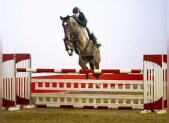 Anglo European Studbook, Mare, 6 years, 15,2 hh, Brown