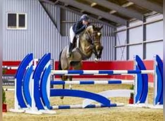 Anglo European Studbook, Mare, 6 years, 15,2 hh, Brown