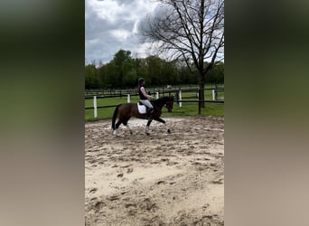 Anglo European Studbook, Mare, 6 years, 15,2 hh, Brown