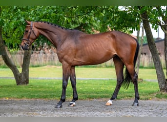 Anglo European Studbook, Mare, 6 years, 15,2 hh, Brown