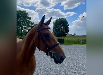 Anglo European Studbook, Mare, 6 years, 16,1 hh, Brown