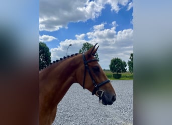 Anglo European Studbook, Mare, 6 years, 16,1 hh, Brown