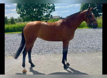 Anglo European Studbook, Mare, 6 years, 16,1 hh, Brown