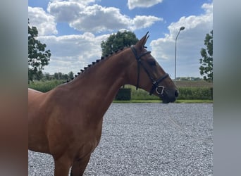 Anglo European Studbook, Mare, 6 years, 16,1 hh, Brown