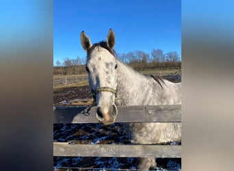 Anglo European Studbook, Mare, 6 years, 16.1 hh, Dun