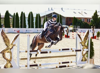 Anglo European Studbook, Mare, 6 years, 16.1 hh, Smoky-Black