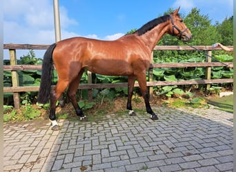 Anglo European Studbook, Mare, 6 years, 16.2 hh, Brown