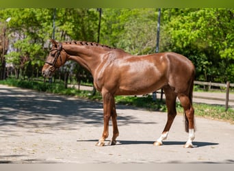 Anglo European Studbook, Mare, 6 years, 16.2 hh, Chestnut-Red