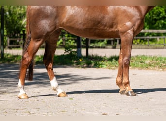 Anglo European Studbook, Mare, 6 years, 16.2 hh, Chestnut-Red