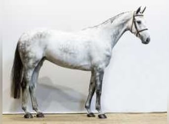 Anglo European Studbook, Mare, 6 years, 16,3 hh, Gray