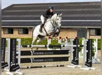 Anglo European Studbook, Mare, 6 years, 16,3 hh, Gray