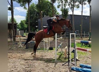 Anglo European Studbook, Mare, 6 years, 16 hh, Bay