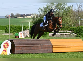 Anglo European Studbook, Mare, 6 years, 16 hh, Brown