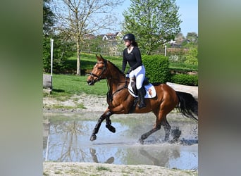 Anglo European Studbook, Mare, 6 years, 16 hh, Brown