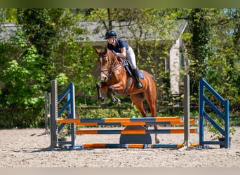 Anglo European Studbook, Mare, 6 years, 16 hh, Brown