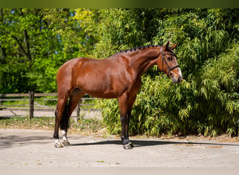 Anglo European Studbook, Mare, 6 years, 16 hh, Brown