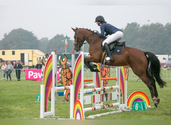 Anglo European Studbook, Mare, 6 years, 16 hh, Brown
