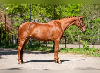 Anglo European Studbook, Mare, 6 years, 16 hh, Chestnut-Red