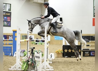 Anglo European Studbook, Mare, 6 years, 16 hh, Gray-Dapple