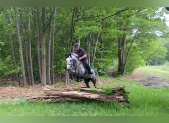 Anglo European Studbook, Mare, 6 years, 16 hh