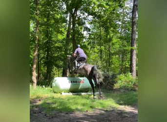 Anglo European Studbook, Mare, 6 years, 16 hh