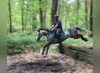 Anglo European Studbook, Mare, 6 years, 16 hh