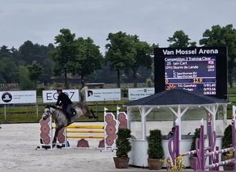 Anglo European Studbook, Mare, 6 years, 16 hh