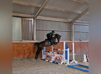 Anglo European Studbook, Mare, 6 years, 16 hh