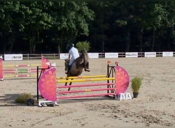 Anglo European Studbook, Mare, 6 years, 16 hh