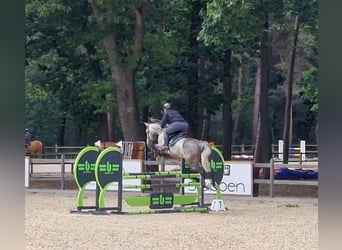 Anglo European Studbook, Mare, 6 years, 16 hh